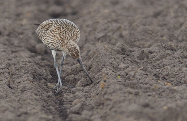 BRACHVOGEL, CURLEW, NUMENIUS ARQUATA