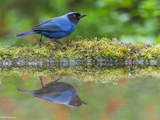 MASKENHAKENSCHNABEL, MASKED FLOWERPIERCER - DIGLOSSA CYANEA