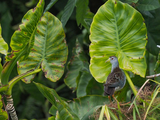 Azursultanshuhn, azure Gallinule - Porphyrio flavirostris