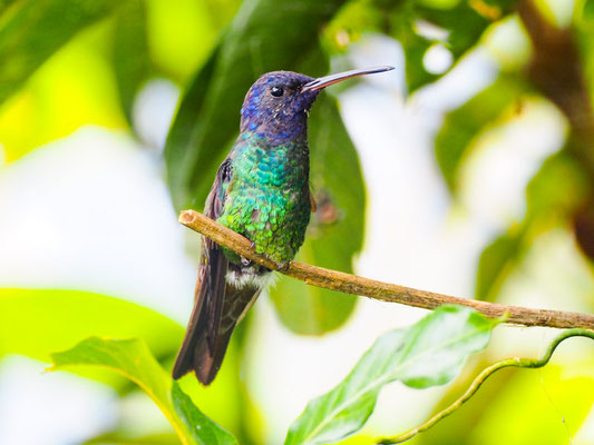 BRONZESCHWANZSAPHIRKOLIBRI, GOLDEN-TAILED SAPPHIRE - CHRYSURONIA OENONE