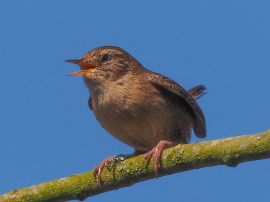 Zaunkönig, Winterkoning, Wren