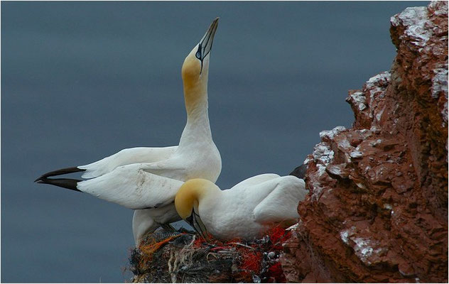 BASSTÖLPEL, GANNET, MORUS BASSANUS