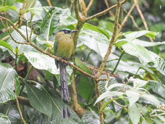 Andenmotmot, Andean Motmot - Momotus aequatorialis