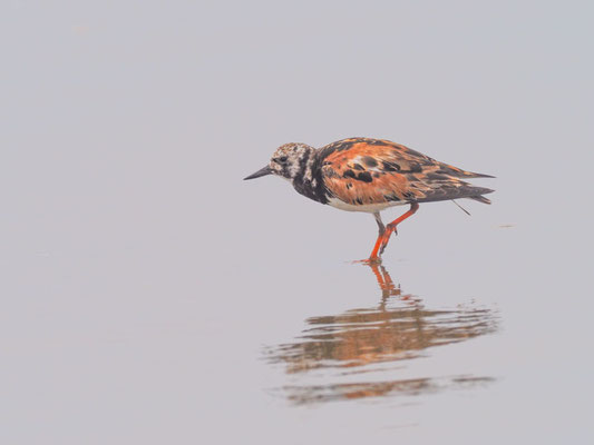 Steinwälzer, Ruddy Turnstone - Arenaria interpres