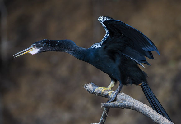 AMERIKANISCHER SCHLANGENHALSVOGEL, ANHINGA, ANHINGA ANHINGA