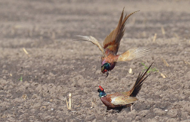 FASAN, COMMON PHEASANT, PHASIANUS COLCHICUS