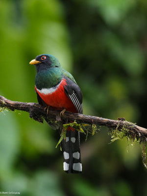 MASKENTROGON, MASKED TROGON - TROGON PERSONATUS