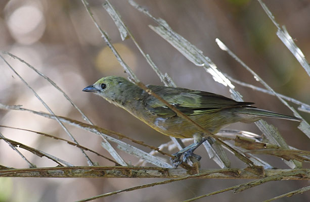 PALMENTANGARE, PALM TANAGER, THRAUPIS PALMARUM