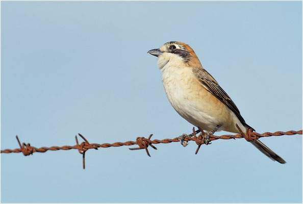 ROTKOPFWÜRGER, WOODCHAT SHRIKE, LANIUS SENATOR