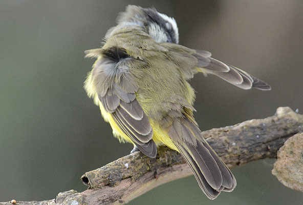 WEISSNACKEN-MASKENTYRANN, WHITE-RINGED FLYCATCHER, CONOPIAS ALBOVITTATUS