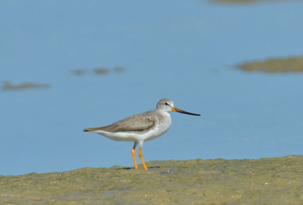 TEREK-WASSERLÄUFER, TEREK SANDPIPER, XENUS CINEREUS