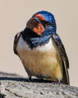 RAUCHSCHWALBE, BARN SWALLOW, HIRUNDO RUSTICA