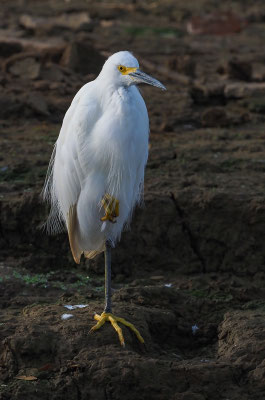 SCHMUCKREIHER, SNOWY EGRET, EGRETTA THULA