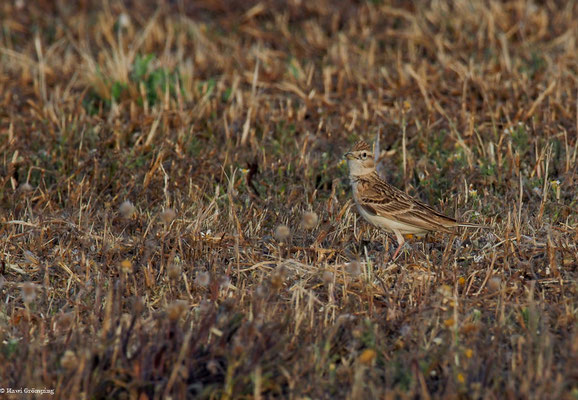 KURZZEHENLERCHE, SHORT-TOED LARK, CALANDRELLA BRACHYDACTYLA