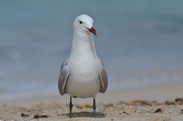 KORALLENMÖWE, AUDOUIN´S GULL, LARUS AUDOUINII