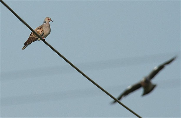 TURTELTAUBE, TURTLE DOVE, STREPTOPELIA TURTUR