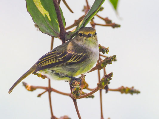 Choco-Kleintyrann, Choco tyrannulet - zimmerius albigularis