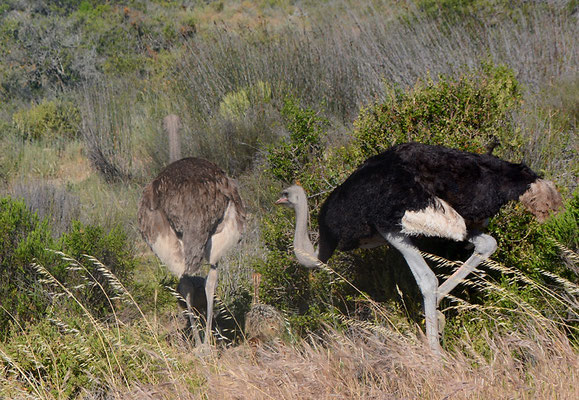 STRAUSS, COMMON OSTRICH, STRUTHIO CAMELUS