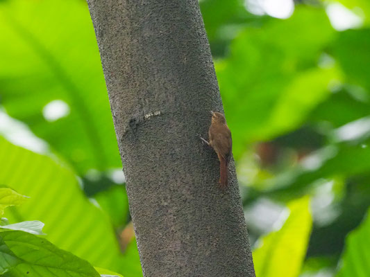 Keilschnabel-Baumsteiger, Wedge-billed Woodcreeper - Glyphorynchus spirurus