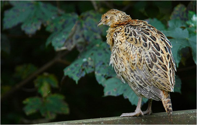 FASAN, COMMON PHEASANT, PHASIANUS COLCHICUS