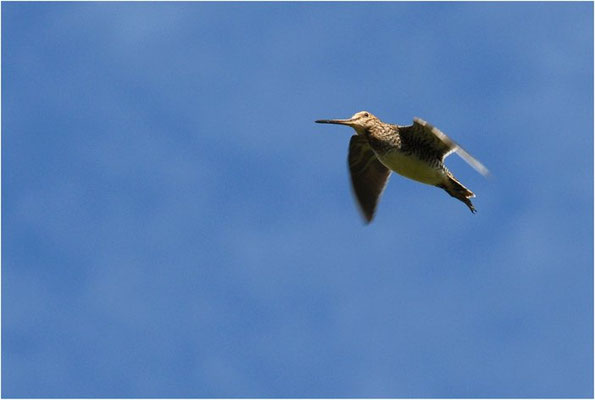BEKASSINE, COMMON SNIPE, GALLINAGO GALLINAGO