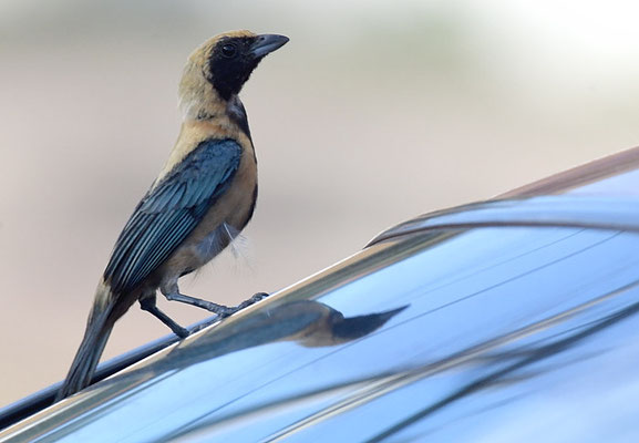 ISABELLTANGARE, BURNISHED-BUFF TANAGER, TANGARA CAYANA