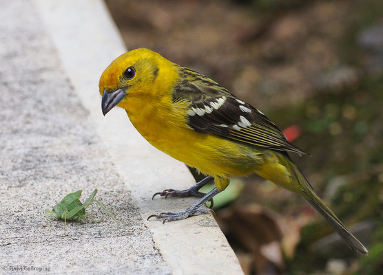 BLUTTANGARE, FLAME-COLORED TANAGER, PIRANGA BIDENTATA