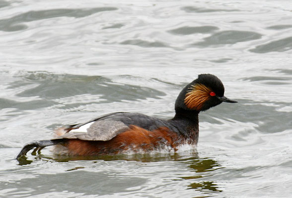SCHWARZHALSTAUCHER, BLACK-NECKED GREBE, PODICEPS NIGRICOLLIS