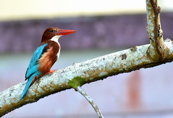 BRAUNLIEST, WHITE-THROATED KINGFISHER-HALCYON SMYRNENSIS