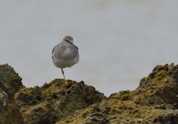 GRAUSCHWANZWASSERLÄUFER, GREY-TAILED TATTLER, HETEROSCELUS BREVIPES