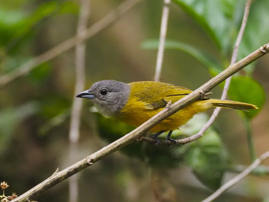 TRAUERTANGARE, WHITE-SHOULDERED TANAGER - TACHYPHONUS LUCTUOSUS
