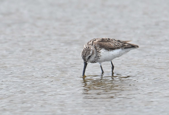 BERGSTRANDLÄUFER, WESTERN SANDPIPER, CALIDRIS MAURI