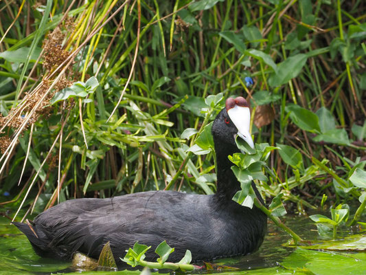 KAMMBLÄSSHUHN, RED-KNOBBED COOT, FULICA CRISTATA