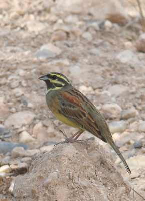 ZAUNAMMER, CIRL BUNTING, EMBERIZA CIRLUS