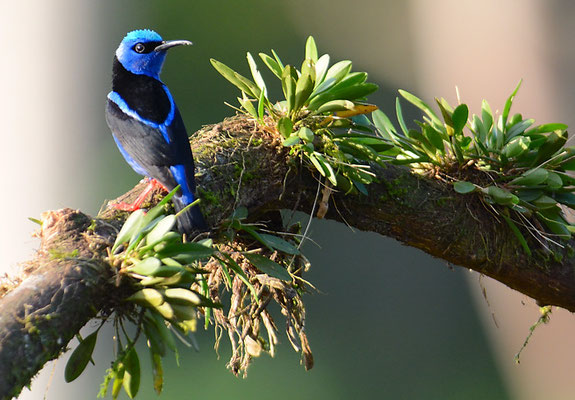 TÜRKISNASCHVOGEL, RED-LEGGED HONEYCREEPER, CYANERPES CYANEUS