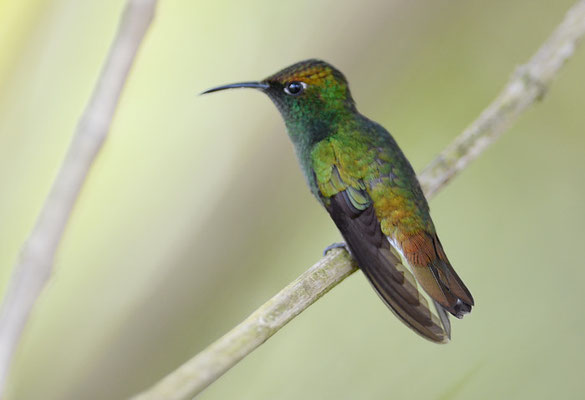 BRONZEKOPF-ELVIRAKOLIBRI, COPPERY-HEADED EMERALD, ELVIRA CUPREICEPS
