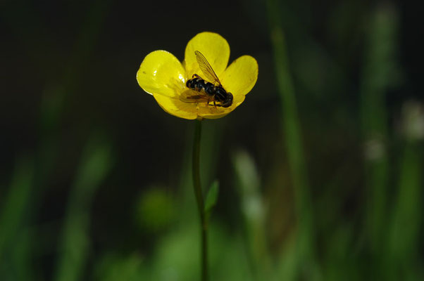 GESTREIFTE NASENSCHWEBFLIEGE, ANASIMYIA LINEATA