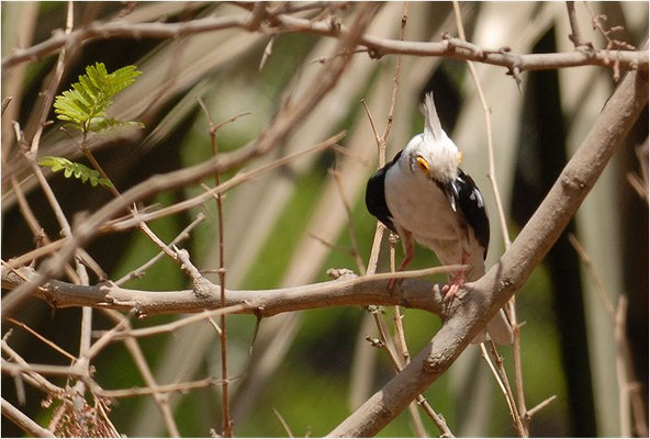 BRILLENWÜRGER, WHITE-CRESTED HELMET SHRIKE, PRIONOPS PLUMATUS