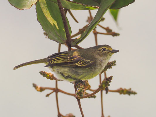 Choco-Kleintyrann, Choco tyrannulet - zimmerius albigularis