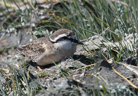 HIRTENREGENPFEIFER, KITTLITZ´S PLOVER, CHARADRIUS PECUARIUS