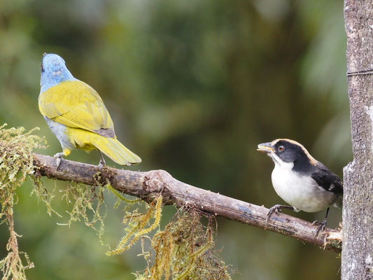 Spiegelbuschammer, White-winged Brush-Finch - Atlapetes leucopterus
