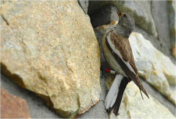 SCHNEESPERLING, SNOWFINCH, MONTIFRINGILLA NIVALIS