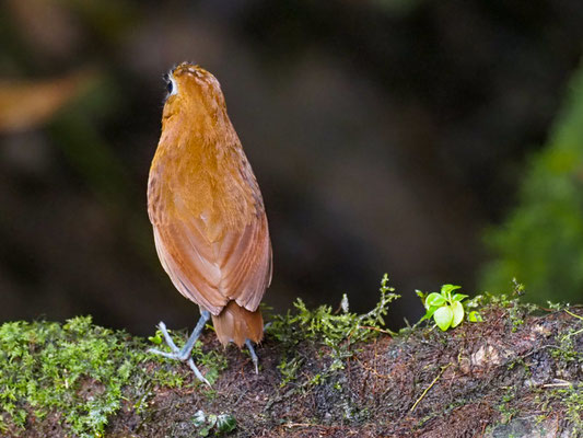 Gelbbrust-Ameisenpitta, Yellow-breasted Antpitta - Grallaria flavotincta