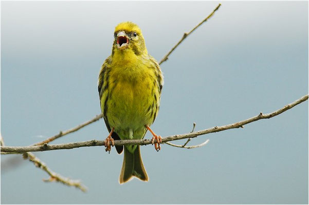 GIRLITZ, SERIN, SERINUS SERINUS