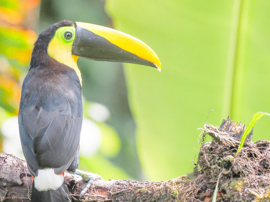 Küstentukan, Choco Toucan - Ramphastos brevis