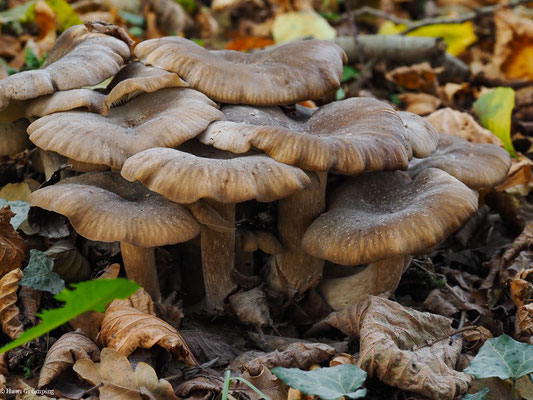 Büschelrasling - Lyophyllum decastes