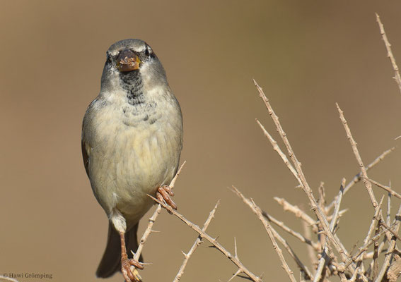 HAUSSPERLING, HOUSE SPARROW, PASSER DOMESTICUS