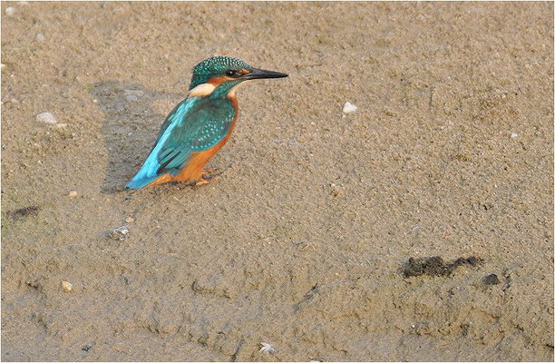 EISVOGEL, COMMON KINGFISHER, ALCEDO ATTHIS