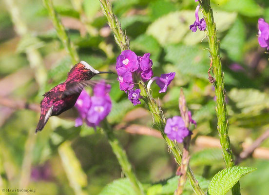 SCHNEEKAPPENKOLIBRI, SNOWCAP, MICROCHERA ALBOCORONATA