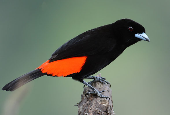 FEUERRÜCKENTANGARE, PASSERINI´S TANAGER, RAMPHOCELUS PASSERINII